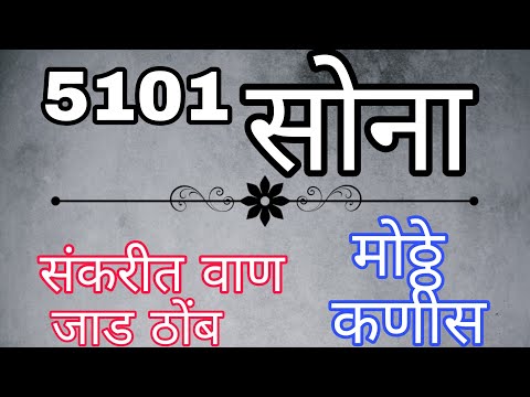 ५१०१ हायटेक मका । जाड ताठ । मोठ्ठे कणिस