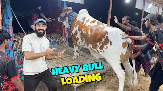 Heavy bull ki loading karwa di finally 😍