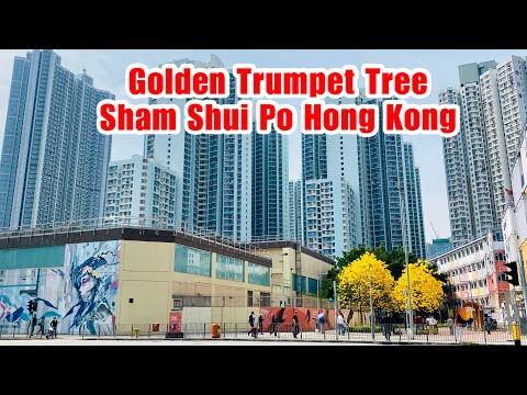 GOLDEN TRUMPET TREES IN BLOOM | YEW CHOW STREET SHAM SHUI PO HONG KONG | JOY WANDERS