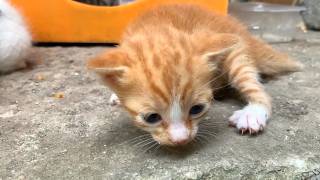 🍼🐱 Stray Cat Becomes a Mother to an Abandoned Tiny Kitten