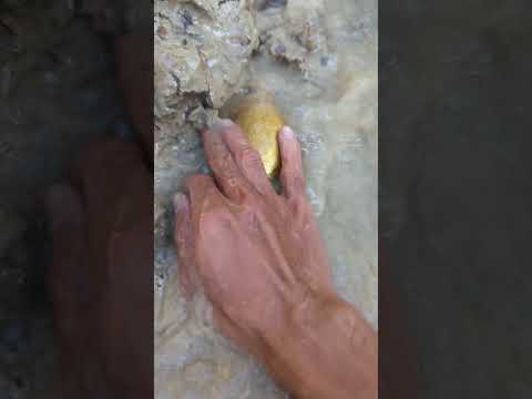 biggest gold discovery in the river #goldhunter #gold