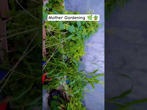 Mother Gardening🌿🪴 #terracegarden  #bollywoodsongs #monsoonsession #greenery #shoetsvideo