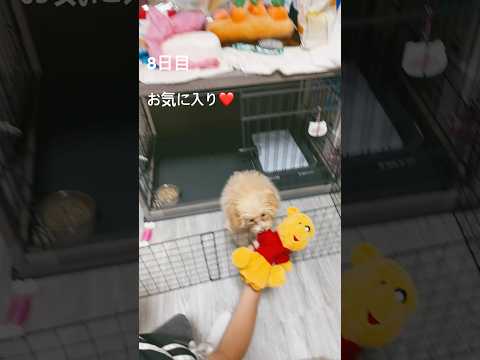8日目　お姉ちゃんに遊んでもらう