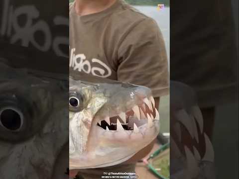 Genius Fishing Trick for Catching Giant Fish! 🎣🐟🔥 #facts#shorts #viralvideo