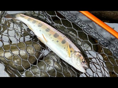 2025.7.3  北海道！新規開拓　白老方面へ！ヤマメを求めて！
