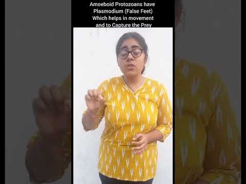 Biology Quick Revision:Biological Classification:Amoeboid Protozoans:Kingdom Protista  #shorts