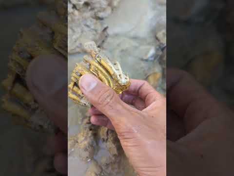 gold detected in river #goldhunter