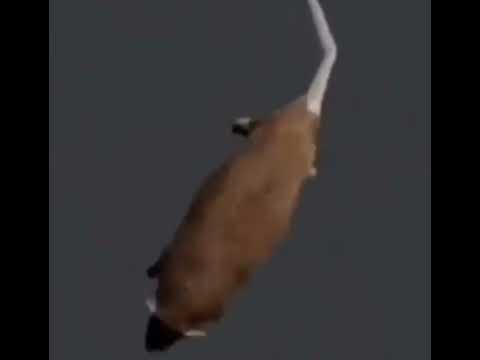 Low Quality Rat spinning to Blurred Lines by Robin Thicke