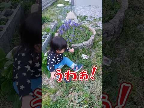 《1歳8ヶ月》家庭菜園　お手伝いしたら眠くなった#日常#成長#子供#1歳児 #shortvideo#癒し#癒し#あかちゃんのいる生活#ショート#育児#short#shorts#赤ちゃん#親子#成長記録