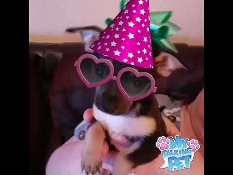 my dogo sweetie