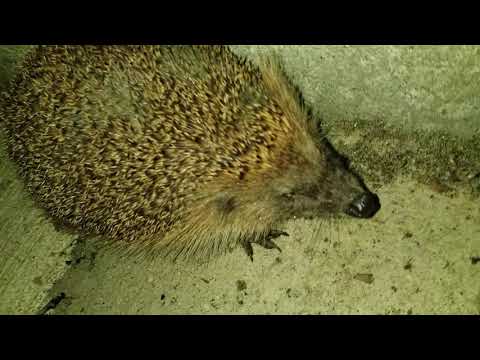 friendly hedgehog