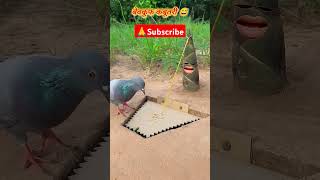 bechari kabutari Dane ki talash mein nikali the gaddhe mein kaid ho gai   #like  #share #comment 😃🕊️