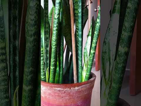 Large Snake Plant Quick Care #houseplants #plantcare #plants #shorts #snakeplant #leaftown