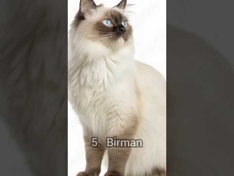 Top10 Friendliest Cats in the world #Short #friendlycat #funnycat #pet