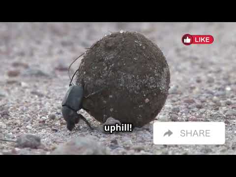 Insects with Weird and Wonderful Abilities | Avery Bliss