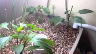 Grow Bed Update