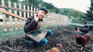 How I Feed 7 Chickens on $0 a day