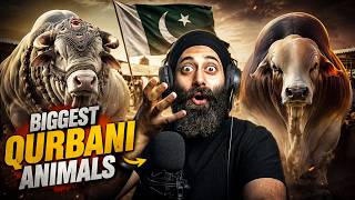 Biggest Qurbani Animals on Eid ul Adha 2026 | INDIAN REACTION | PUNJABIREEL TV