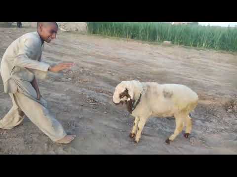 Bakra funy bakra Eid #bakramandi #bull wl#goat #goat #viral #animals