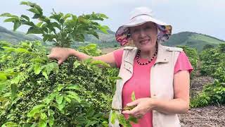 Brazil’s Robusta coffee growers expect good but no bumper crop in 2025