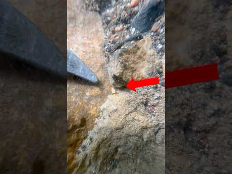 Such an awesome spot for gold #goldpanning #goldmining #goldprospecting