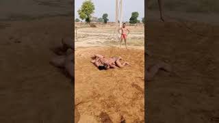 नित्या पहलवान का दाव | Wrestling | बालाजी अखाड़ा। दाऊजी के देसी मल्ल।