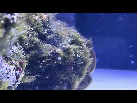 Bryopsis?