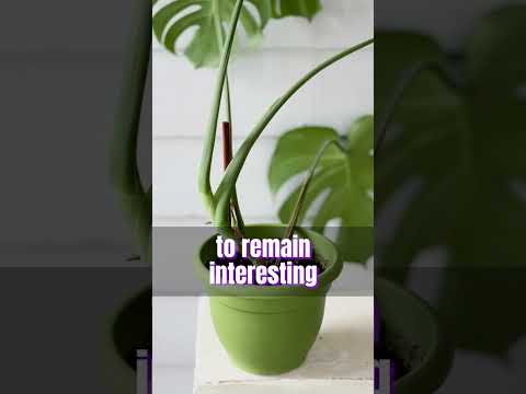 About Monstera Plants #houseplants #monstera #plants #indoorplants #shortvideo