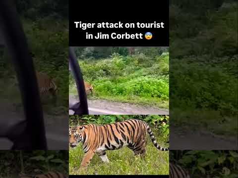 #safari #jimcorbettwildlifeandnatureview #virwlshorts #shortvideo #funnyvideos #tiger
