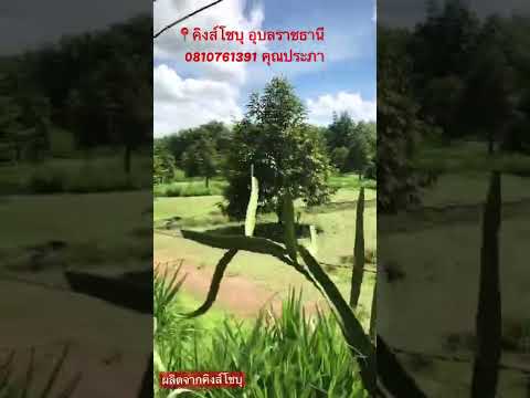 คิงส์โชบุ ผลิตที่มีคุณภาพ