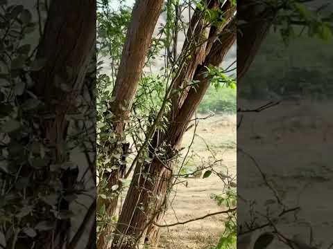 Big anaconda chasing boy in jungle #shorts #short