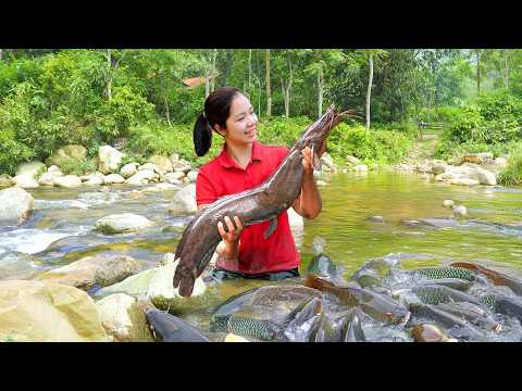 Harvesting A Lot Of Catfish In Forest Streams To Sell At Market | Tieu Ca - Free Bushcraft