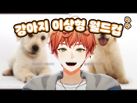 강아지 이상형 월드컵(리다는 기절중)