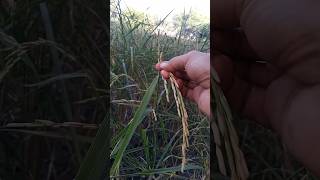 Quick Rice Harvest Demo🌾 Learn & Subscribe#RiceDemo #HarvestGuide#RiceGrains#FarmingBasics#Subscribe
