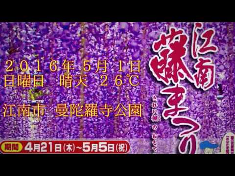 江南藤まつり20160501