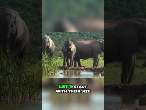 Elephants: Nature's Gentle Giants
