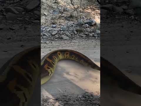BIG ANACONDA CHASE 10 #short #shorts #snake