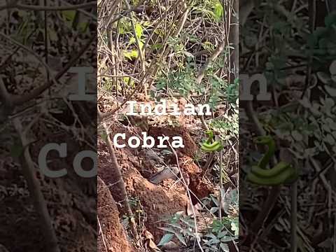 Indian Cobra trying to come out from snake Burrow #snake #wildlife #viral