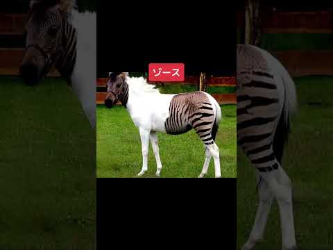 異なる動物の交配 #shorts #wisdom