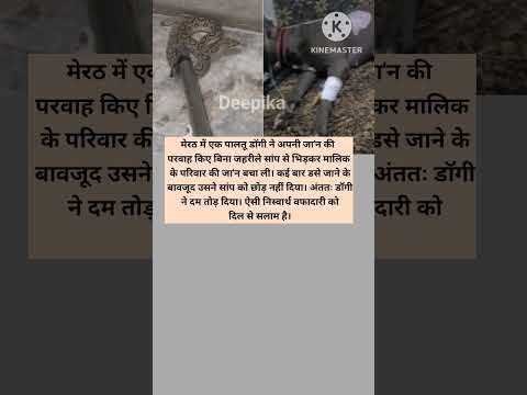 मेरठ में एक पालतू डॉगी ने अपनी जा'न की परवाह किए बिना जहरीले सांप से भिड़ा #youtubeshorts