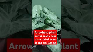 Arrowhead pilant #gardening #pradoshkeupaypradeepmishraji 🪴🌿☘️🌿☘️🌵🙏🙏🙏