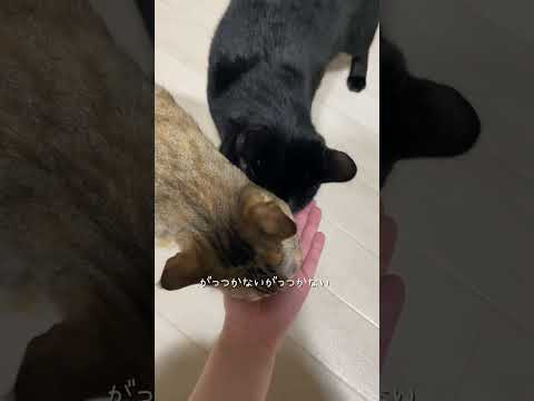 この可愛さに耐えられぬ　#猫 #ネコズ #猫のいる暮らし #ねこ