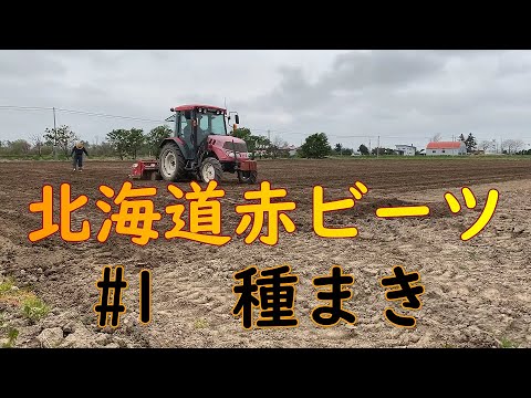 北海道赤ビーツのお話#1　#ビーツ