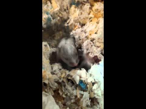 倉鼠 三線鼠 出生紀錄 三線鼠寶寶 【DAY13】