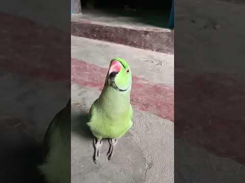 Mammy ek gilas Pani de do