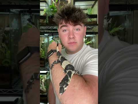 Filming With Rare Lizards GONE WRONG!! *FUNNY* #shorts