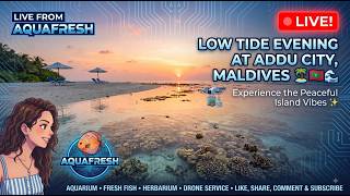 🔴 LIVE FROM MALDIVES 🇲🇻 | Addu City Low Tide Evening Vibes 🌊🌅 | Peaceful Island Life | AquaFresh