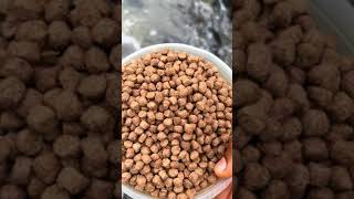 6mm size of feed to 4 months old Catfish