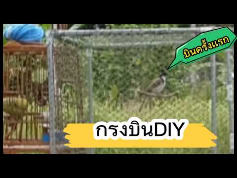 นกกรงหัวจุกไอ้ตัวเล็กบิน กรงบินทำด้วยชั้นวางรองเท้า!!