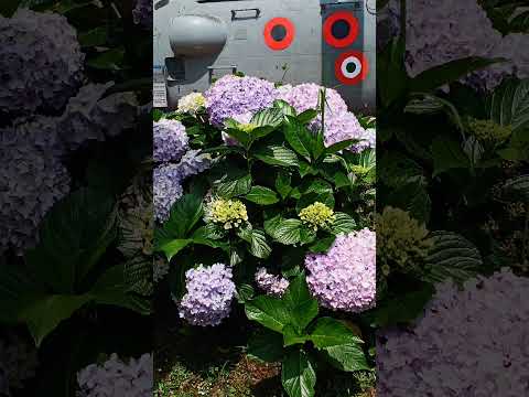 Beautiful flowers 💓💓🌹🌹🌷🌷#love #happy #music #song #beautifulflowers #beautiful #beauty #tiyasha